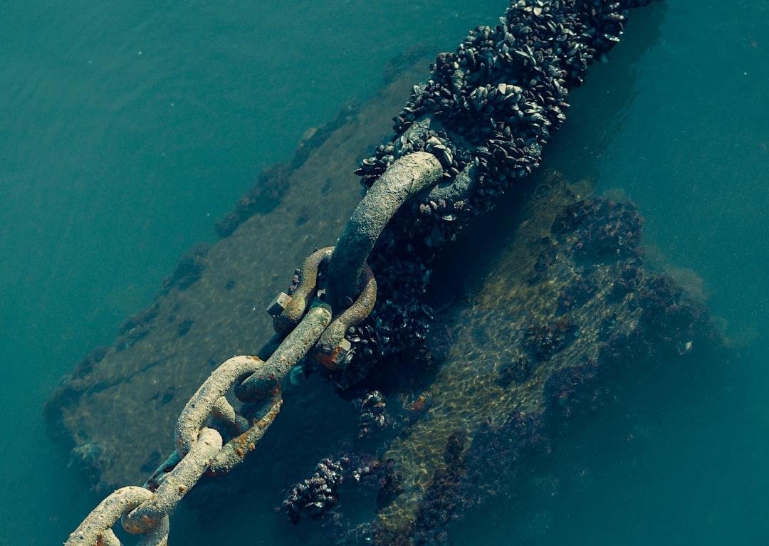 The Bottom of The Ocean (1)
