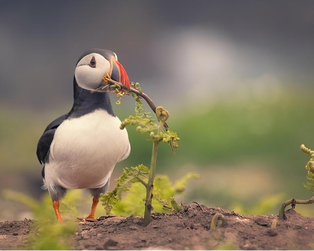 Bird holding the branch