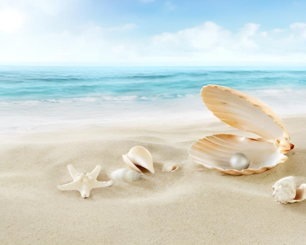 Shell holding the pearl