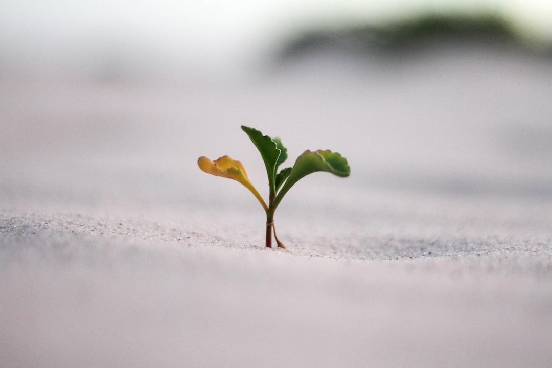 Bonus Insights for Personal Growth