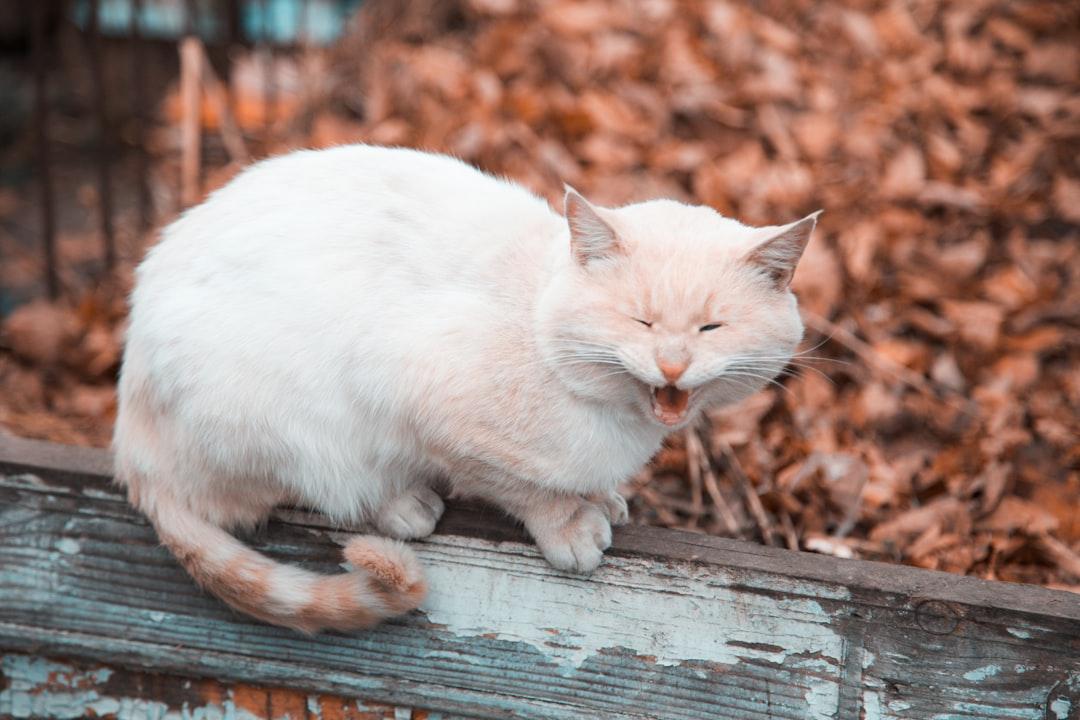 Cute Aggression