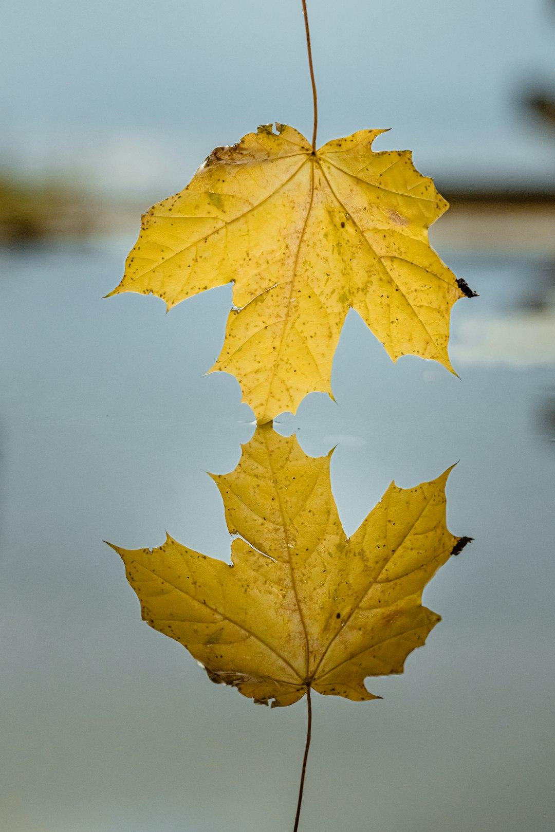 Stillness