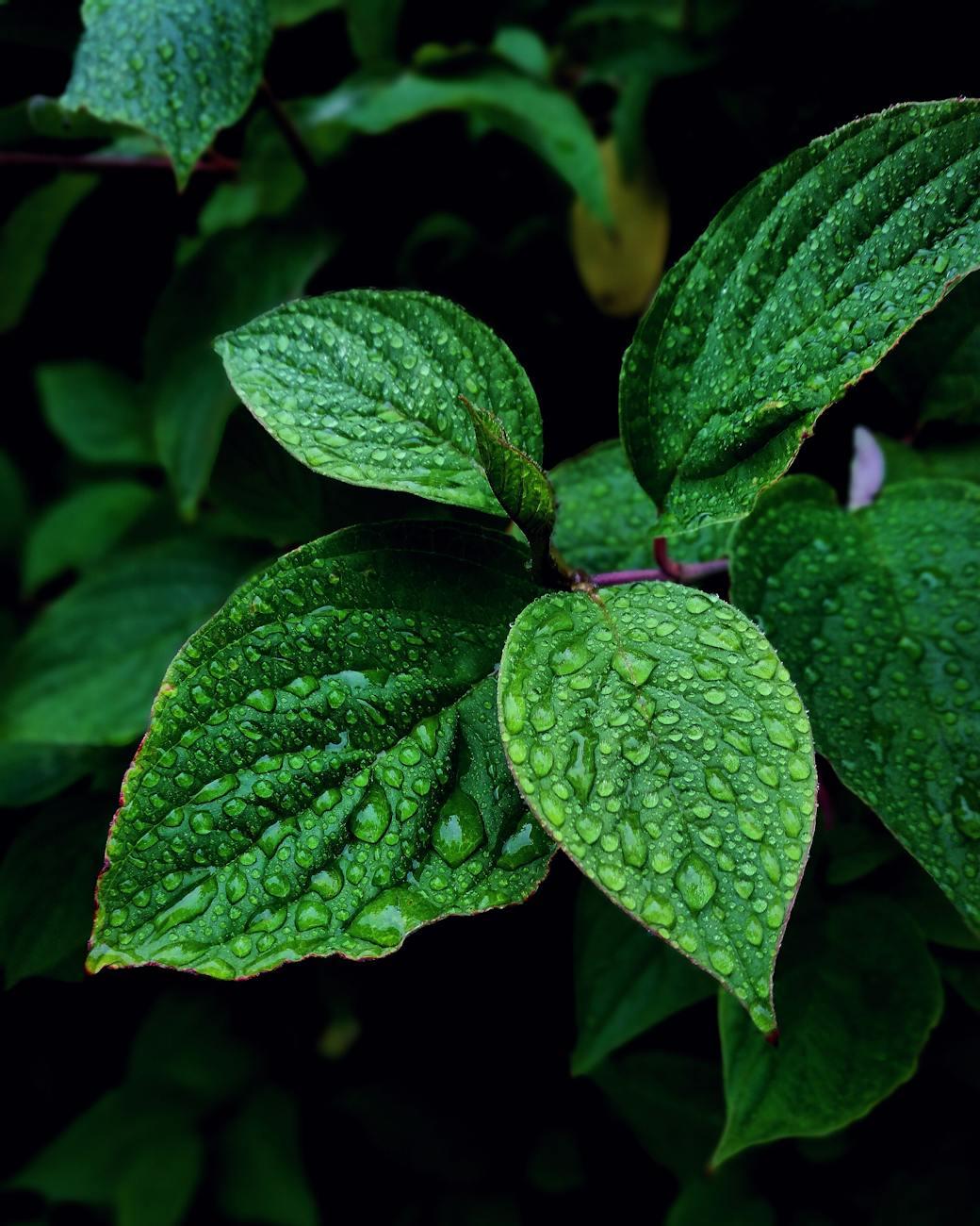 The Role Of Minty Freshness