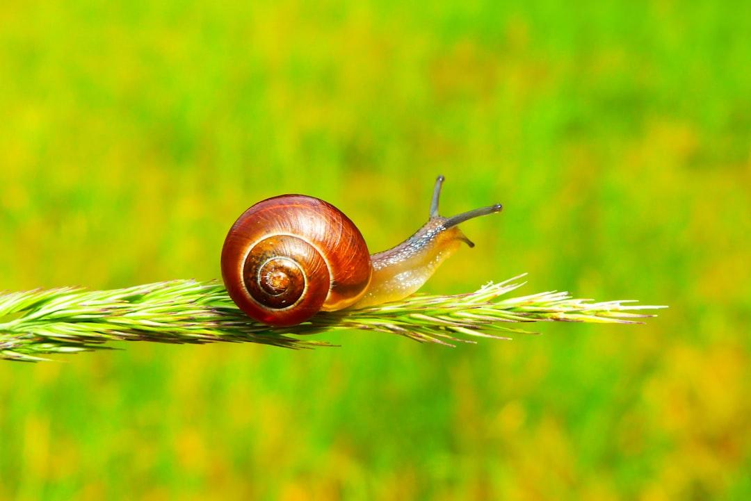 🐌
