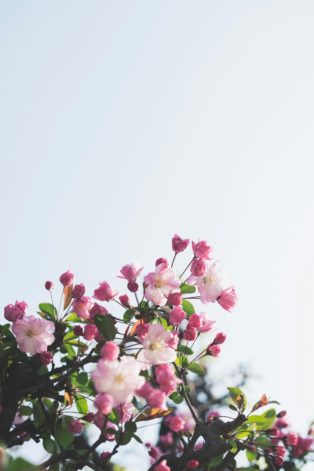 The Beauty of Impermanence
