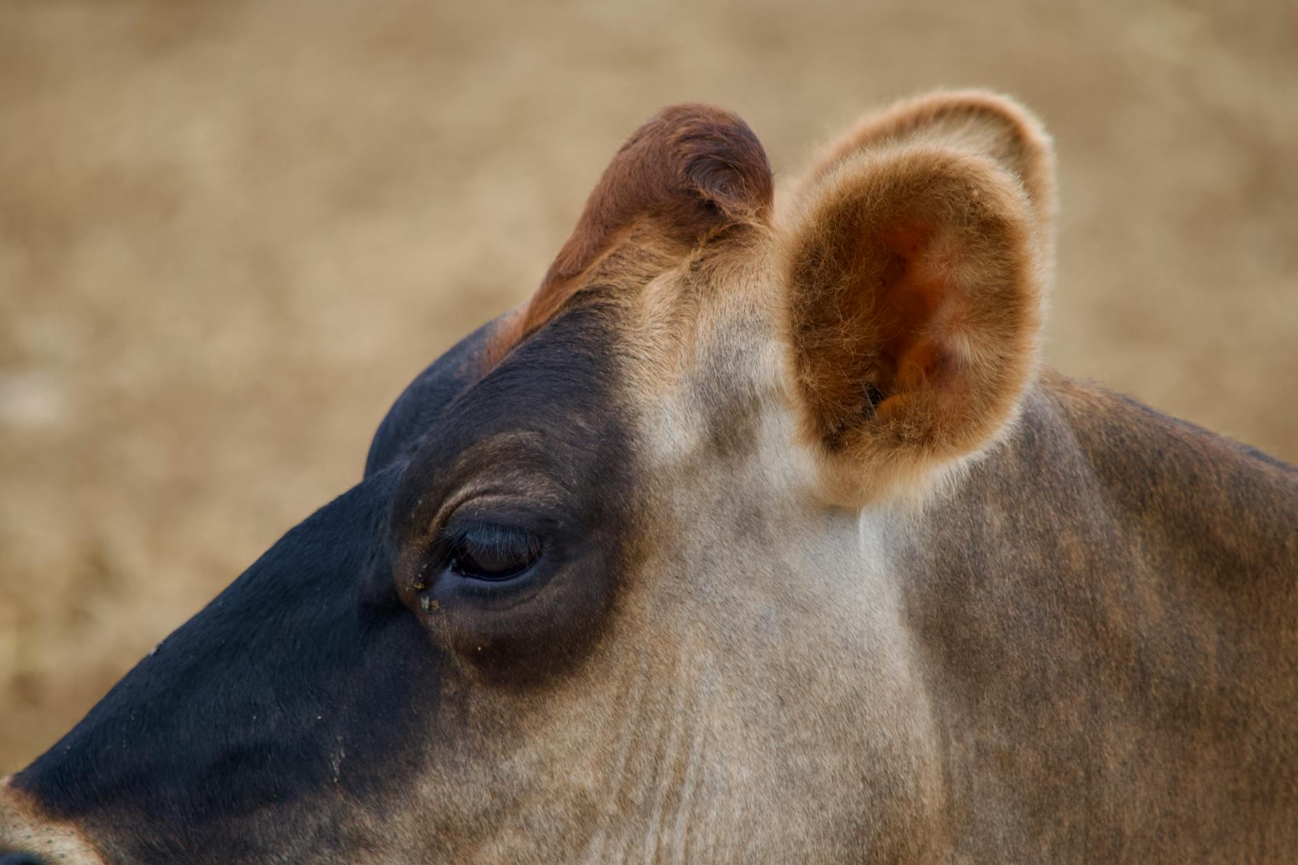 Be A Purple Cow