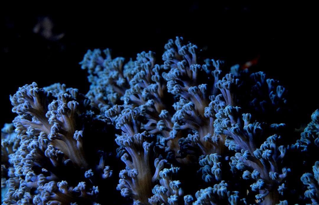Oceans: 99% of Coral Reefs Will Be Lost if We Exceed 2°C of Warming