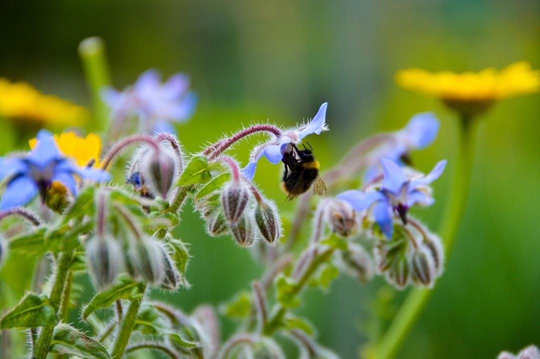 Loss of Biodiversity: 1 Million Species Face Extinction
