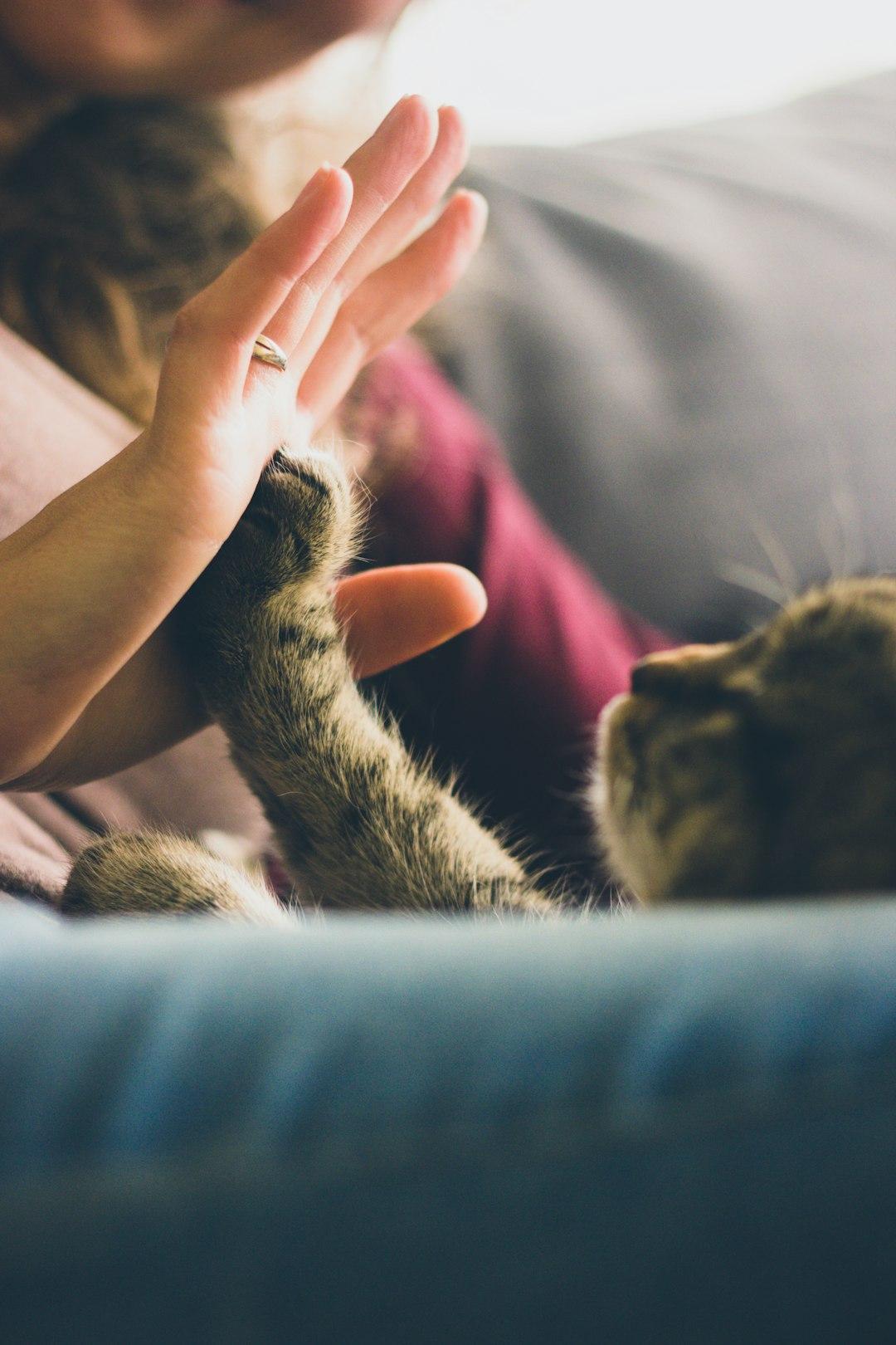 Free Meditation Scripts for Pet Owners