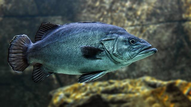 Fish As Symbols