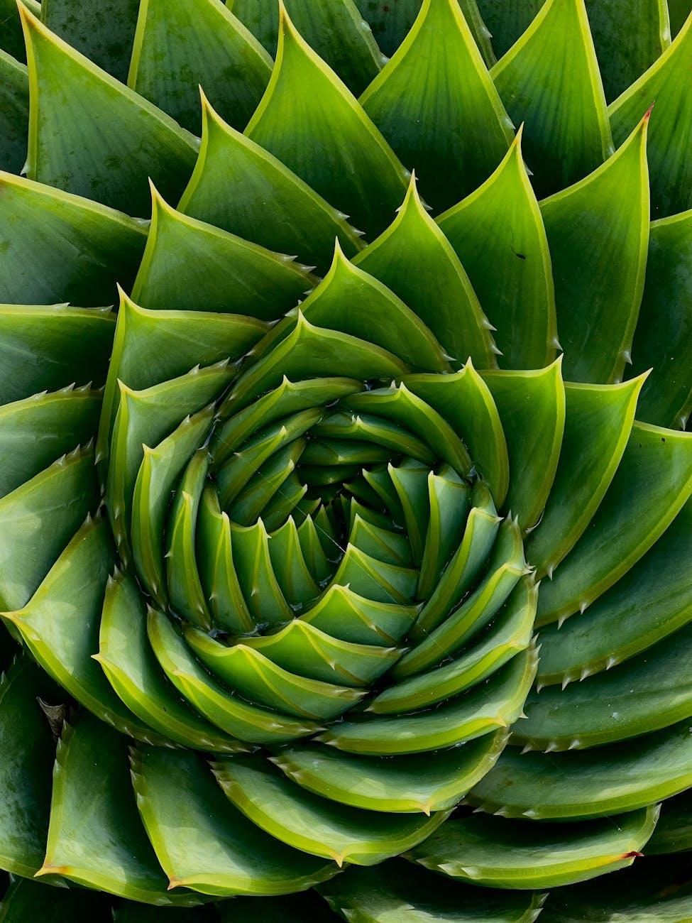 The Role of Beauty in Innovation