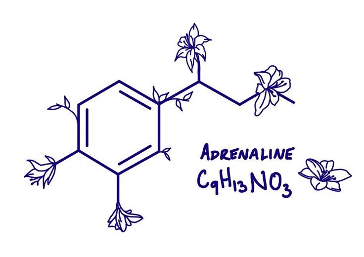 The biology of adrenaline