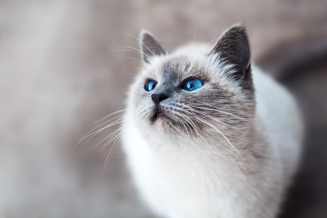 IF YOU FIND A CAT…