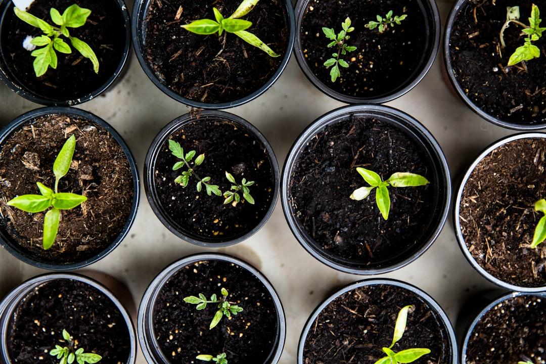 🌱 Seed Notes — Raw Ideas