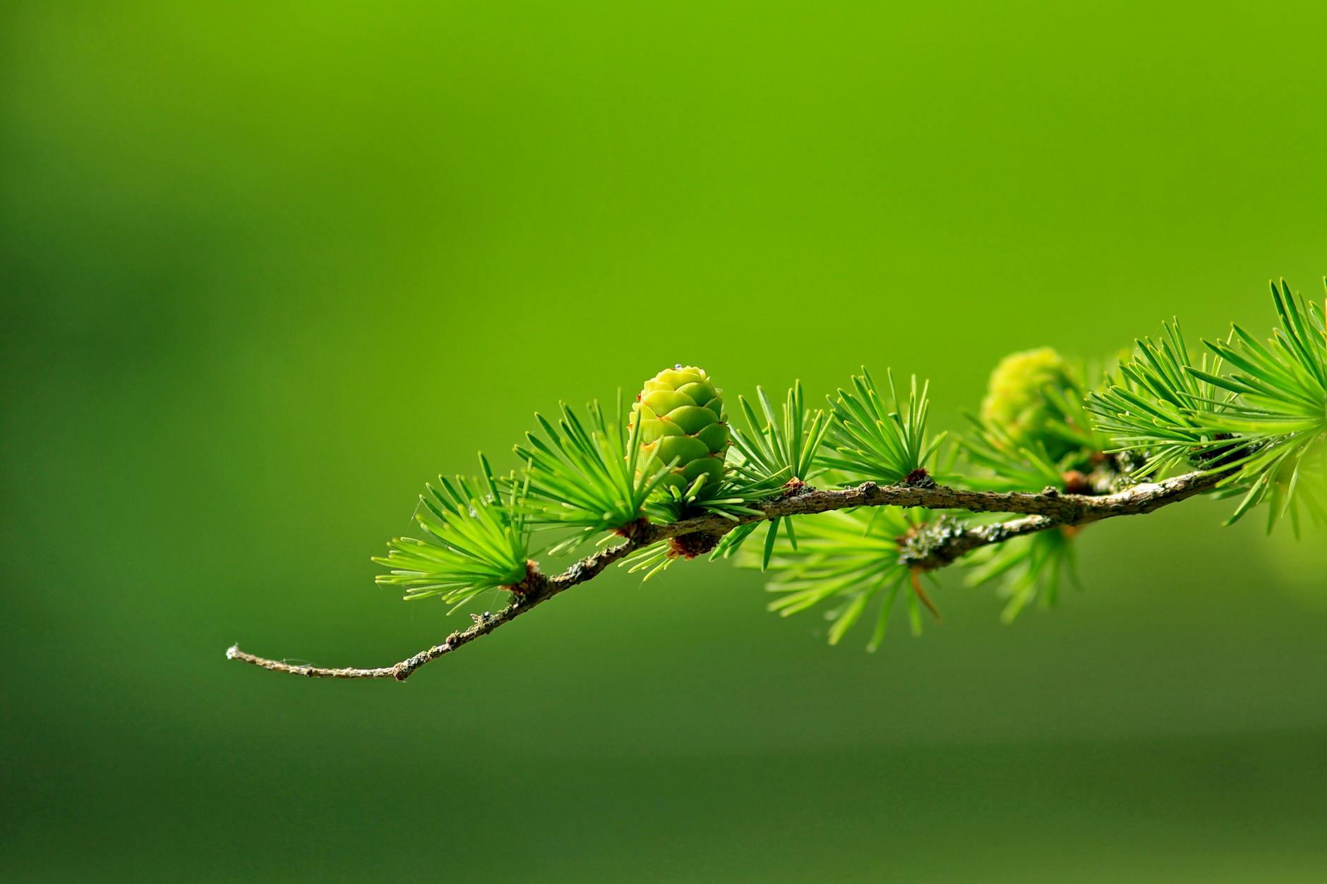 🍃 Evergreen Notes — Refined Insights