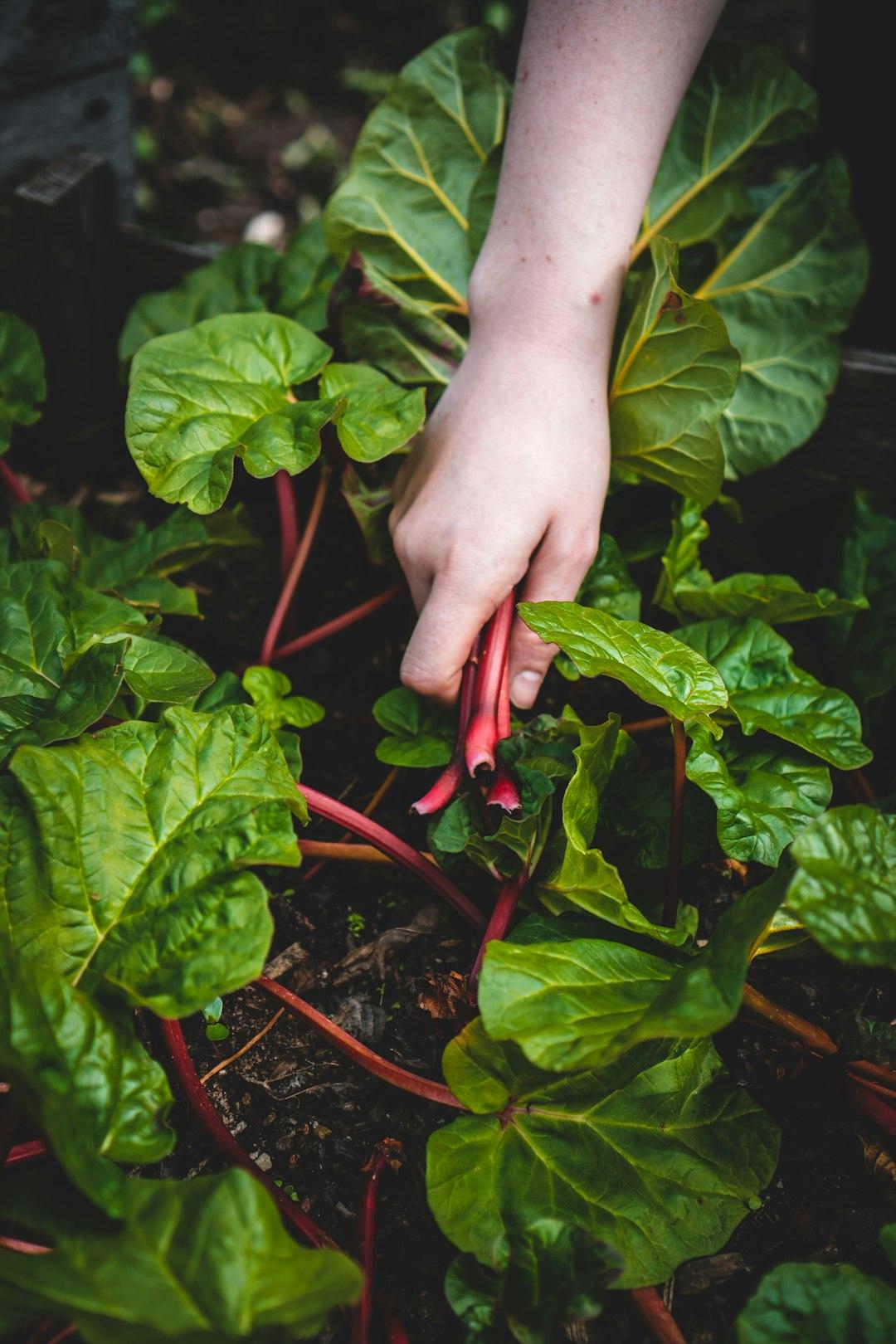 3 - Keep Your Digital Garden Growing