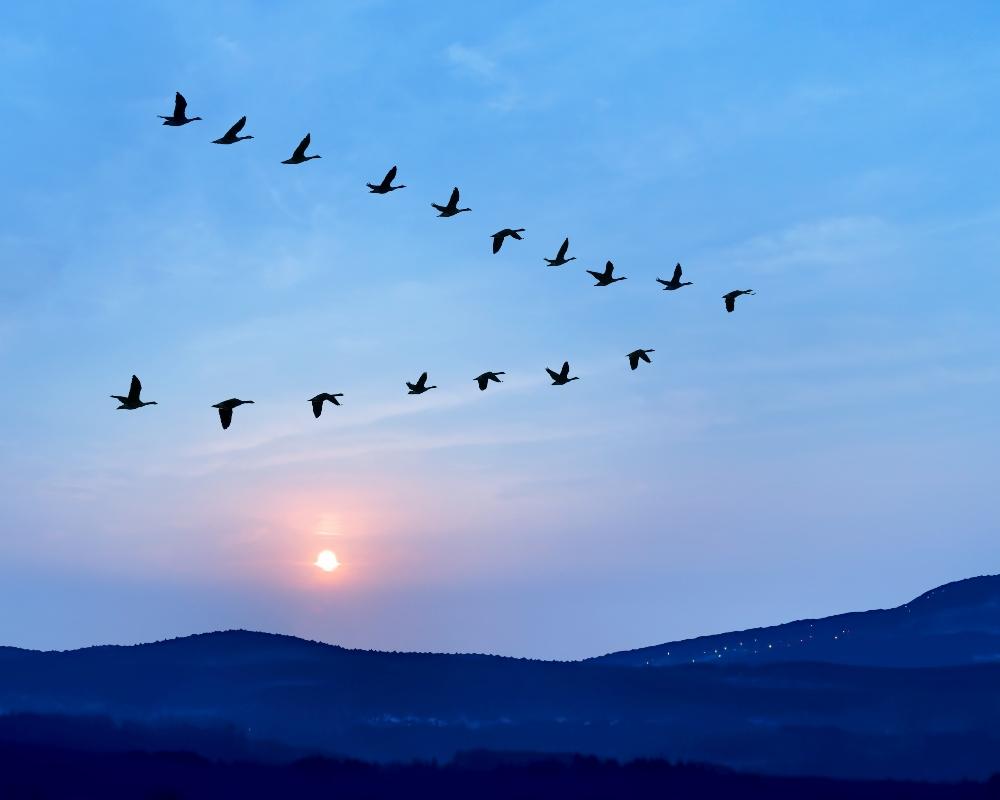 GEESE  TEAM WORK WHERE 1 REDUCES AIR RESISTANCE FOR THE 1 BEHIND