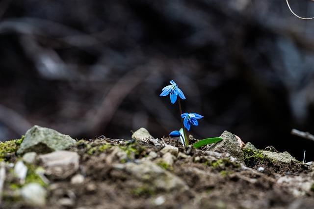 Choose Growth Together