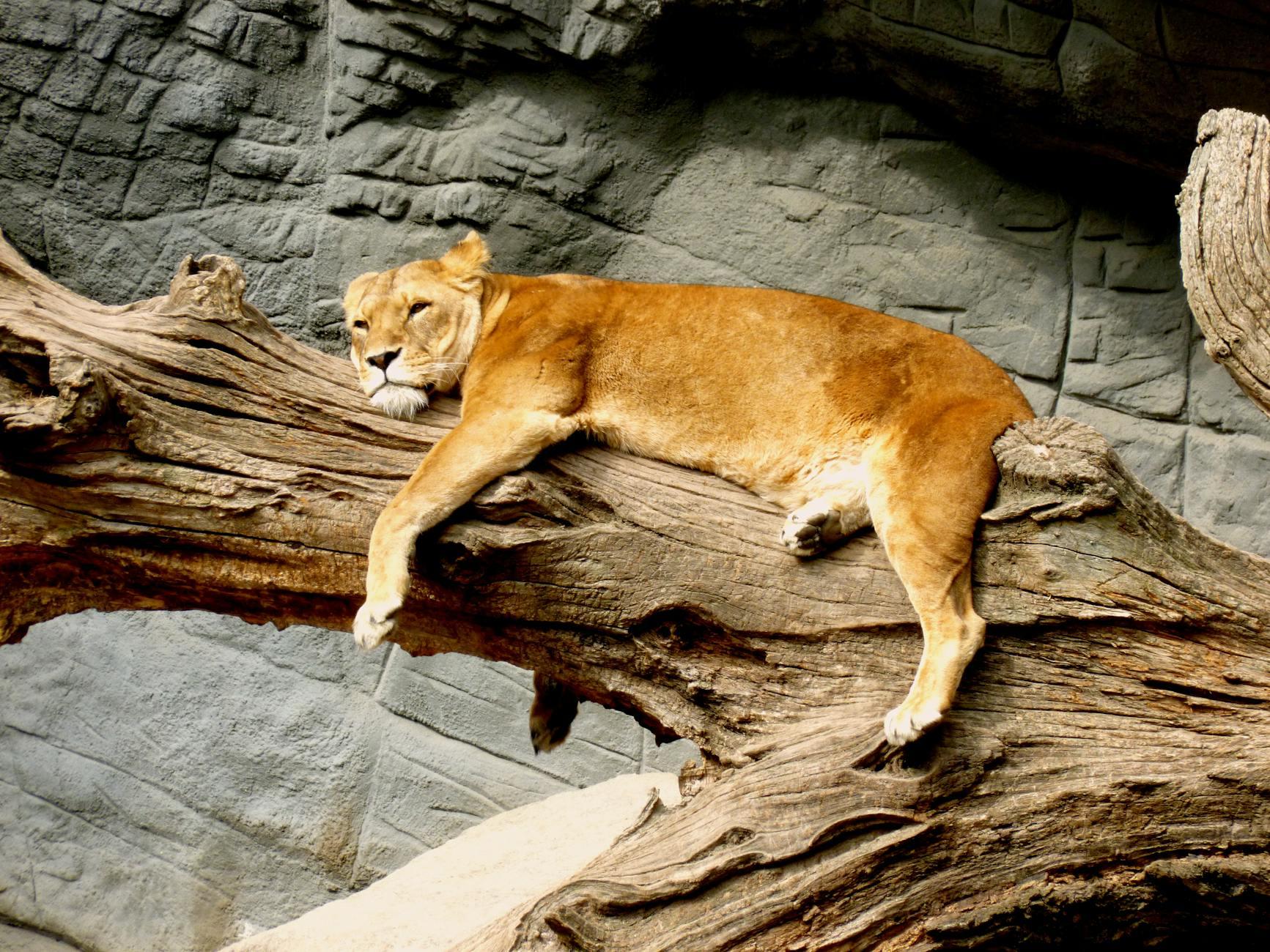 1. Physical Rest
