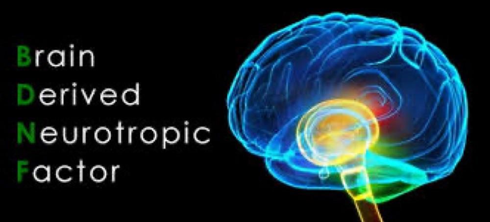 What Is BDNF?