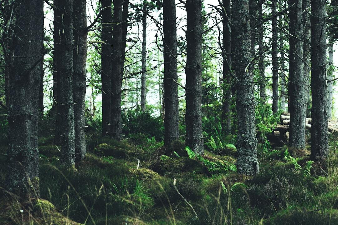 3. Forest: Gamify Your Focus