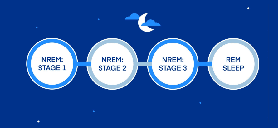 We Cycle Through Two Distinct Types Of Sleep