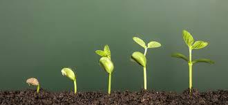 The Optimal Rate of Growth focuses on small wins