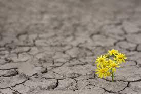 Resilience and change