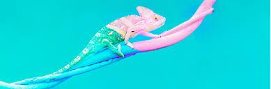 The Role Of Adaptability