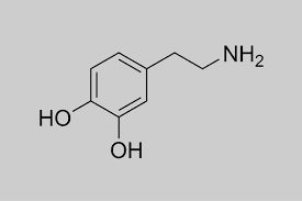 How dopamine works