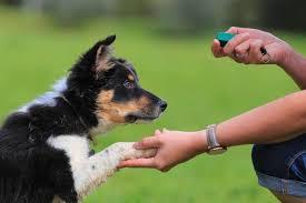 Motivational Alternatives To Punishment