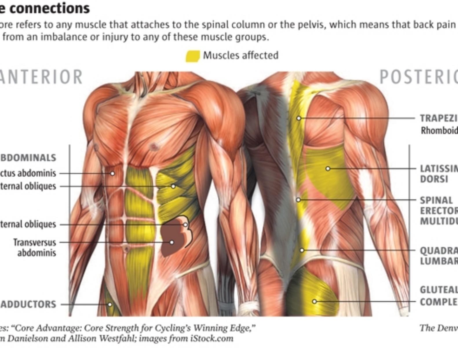 Where exactly are these muscles located, and which muscles are we talking about? 