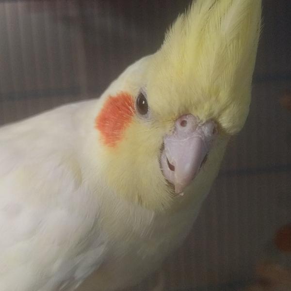WhenBirbstookover  (@ilovecockatiels) - Profile Photo