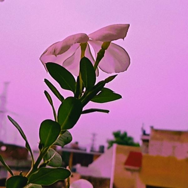 hvs_raka