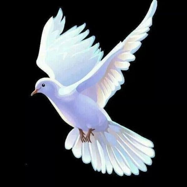 asifhafsa840