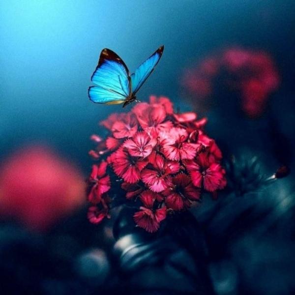 😊 Chinmayaa  queen (@adal.kumar) - Profile Photo